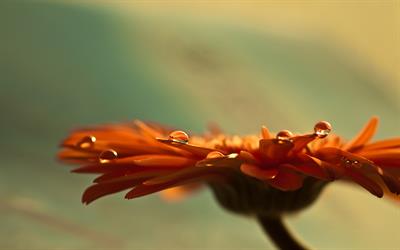 Gerbera-jamesonii